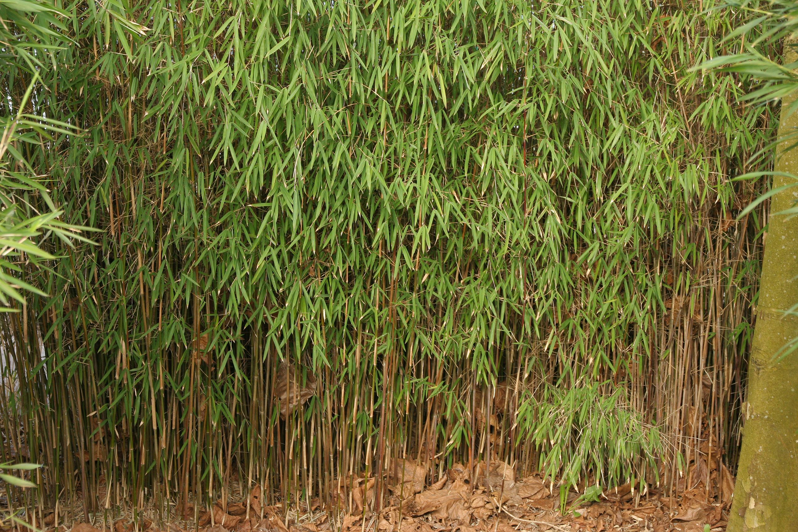 Fargesia nitida 'Red panda'